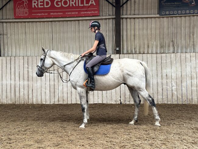 Super Family Horse, adam facey  , Horses For Sale, Kent 