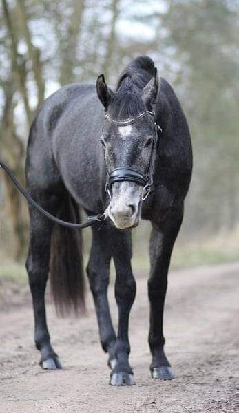 Szarvas Bartók Béla út 9, Ponys  Ponys, Georgina raffael, Horse Stables, Szarvas 