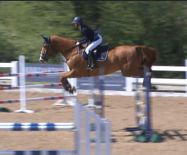 Talented show jumping/ hunter, lucie Lindsay, Pferd kaufen, Pooksgreen, Abbildung 9