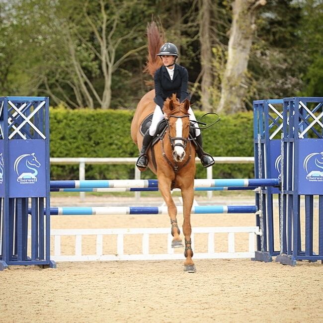 Talented show jumping/ hunter, lucie Lindsay, Pferd kaufen, Pooksgreen, Abbildung 11