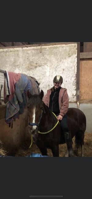 Taran looking for forever home, Kaitlyn Jones, Horses For Sale, Prestatyn , Image 4