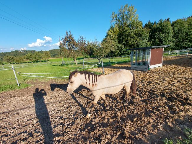 Thaddäus 3, Doris, Horses For Sale, Andorf, Image 3