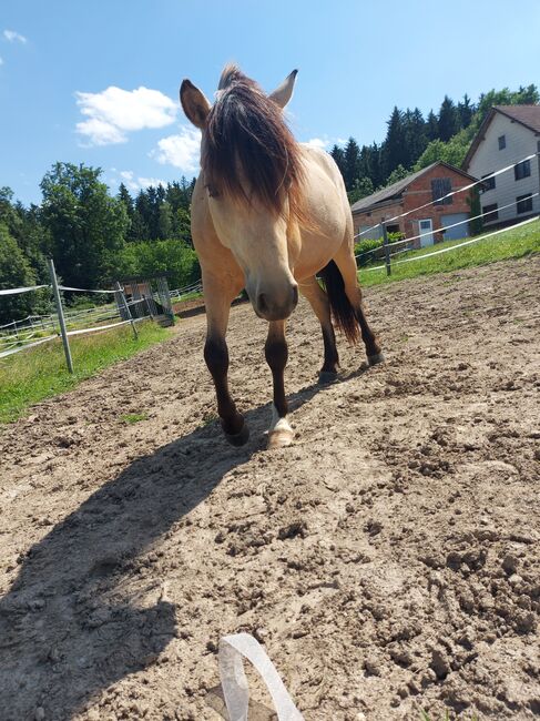 Thaddäus 3, Doris, Horses For Sale, Andorf, Image 6