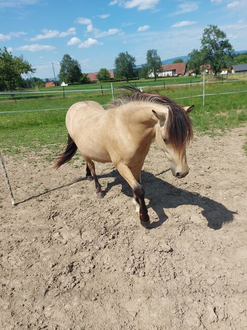 Thaddäus 3, Doris, Horses For Sale, Andorf, Image 8