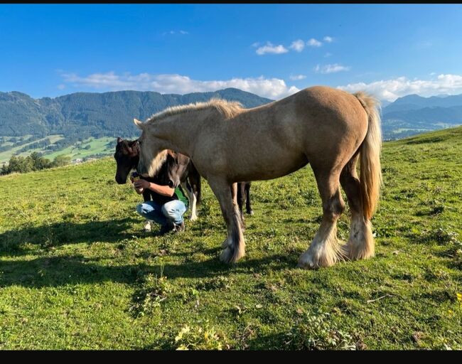 Thinker Stute 2j, Sunny, Horses For Sale, Reutte, Image 2