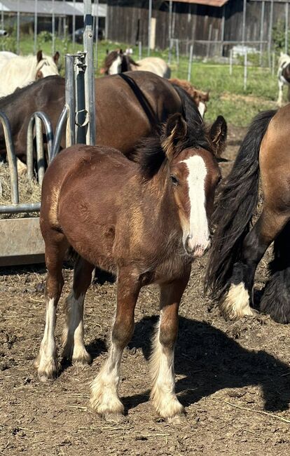 Tinkerstute 6 Jahre, Erich Grasberger, Horses For Sale, Neustadtl