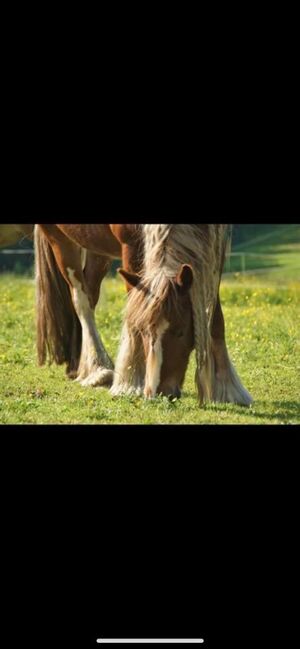 Tinkerstute Pferd, Andre Mandl, Horses For Sale, Bad Mitterndorf , Image 4