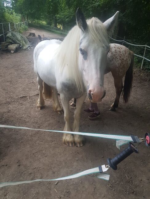 Tinker Mix, Sabine Ebert, Horses For Sale, Arnsberg, Image 3