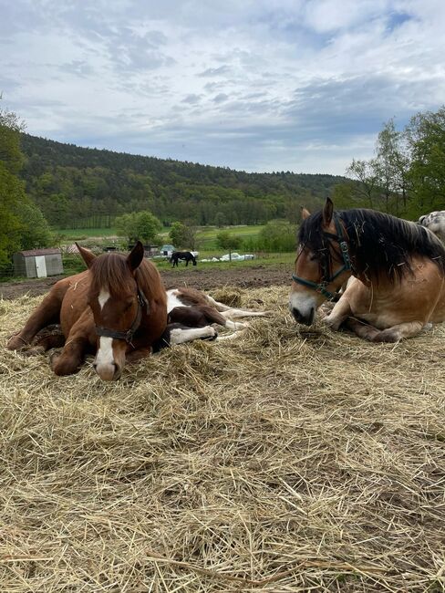 Toll gezeichneter Quarter Horse-Reitpony Nachwuchs, Kerstin Rehbehn (Pferdemarketing Ost), Pferd kaufen, Nienburg, Abbildung 4