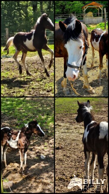 Toll gezeichneter Quarter Horse-Reitpony Nachwuchs, Kerstin Rehbehn (Pferdemarketing Ost), Pferd kaufen, Nienburg, Abbildung 13