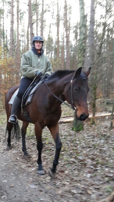 Tolle Vollblutstute sucht neue Herausforderung, Sandra Sommerfeld, Pferd kaufen, Hoppegarten, Abbildung 3