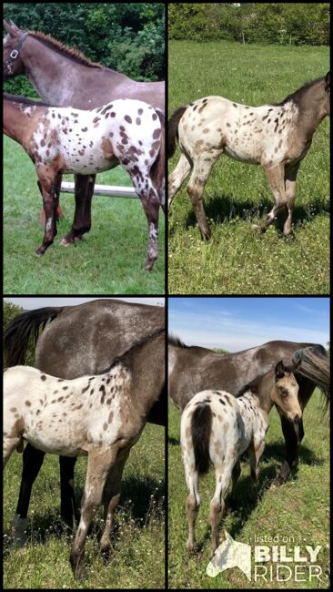 Tolles Buckskin Leopard Prämiertes Appaloosas Hengstfohlen, Bernd Krämer, Pferd kaufen, Pappenheim , Abbildung 12