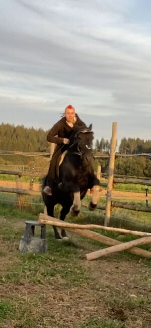 Tolles Freizeit Pony sucht Bestplatz, Sandro, Pferd kaufen, Pfullendorf , Abbildung 6