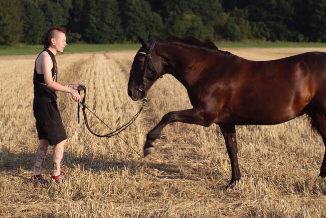 Tolles Freizeit Pony sucht Bestplatz, Sandro, Pferd kaufen, Pfullendorf , Abbildung 9