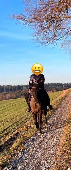 Tolles Freizeit Pony sucht Bestplatz, Sandro, Pferd kaufen, Pfullendorf , Abbildung 10