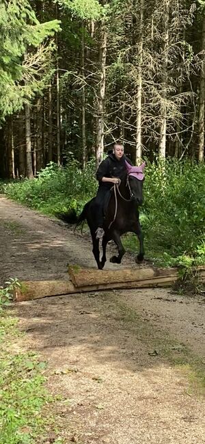 Tolles Freizeit Pony sucht Bestplatz, Sandro, Pferd kaufen, Pfullendorf , Abbildung 14