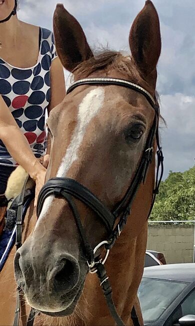 Tolles Reitpferd, Antonia Neubauer- Bode, Pferd kaufen, Bad Fischau