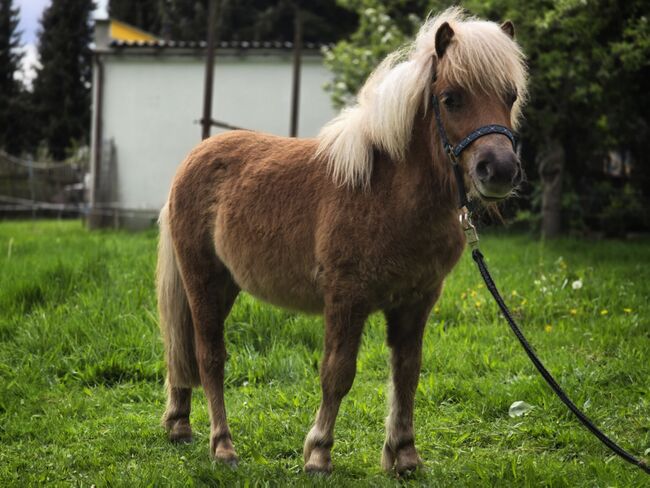 Tolles Shetlandponyfohlen, Tina, Pferd kaufen, Wilthen, Abbildung 3