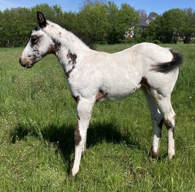 Top Few Spot Appaloosa Hengstfohlen, Bernd Krämer, Pferd kaufen, Pappenheim , Abbildung 2