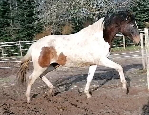 Trakehner Schecke Stute, geb 2022, Anja Riegger , Pferd kaufen, Abtsgmünd