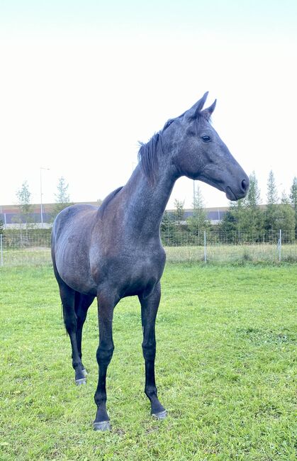 Trakehnerstute, Barbara , Pferd kaufen, St. Michael 