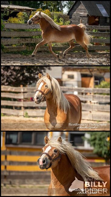 Traum Haflinger für jemand der selbst ausbilden möchte, ISPA - Iberische Sportpferde Agentur (ISPA - Iberische Sportpferde Agentur), Pferd kaufen, Bedburg, Abbildung 4