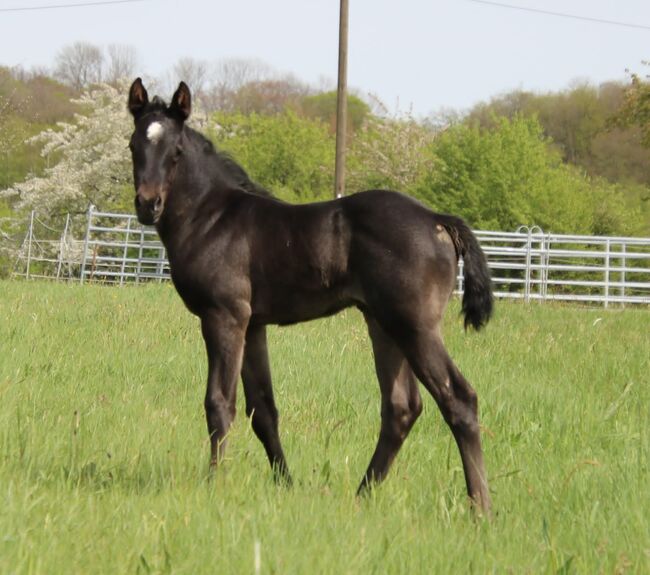 Traumhaftes blue roan Quarter Horse Stutfohlen, Kerstin Rehbehn (Pferdemarketing Ost), Pferd kaufen, Nienburg, Abbildung 2