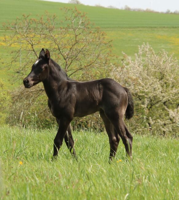 Traumhaftes blue roan Quarter Horse Stutfohlen, Kerstin Rehbehn (Pferdemarketing Ost), Pferd kaufen, Nienburg, Abbildung 5