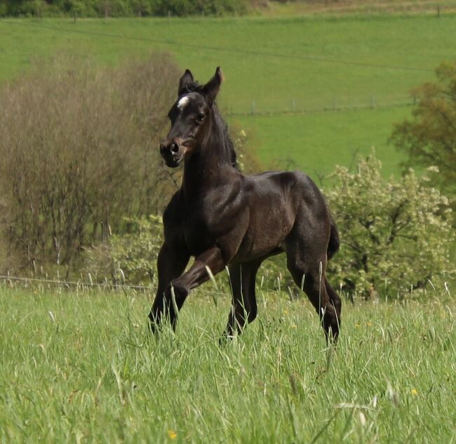 Traumhaftes blue roan Quarter Horse Stutfohlen, Kerstin Rehbehn (Pferdemarketing Ost), Pferd kaufen, Nienburg, Abbildung 7