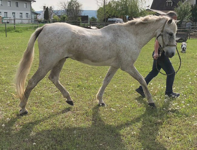 Traumpferd PRE, Mary, Pferd kaufen, Lanzenkirchen, Abbildung 9