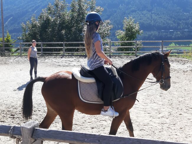 Ungarisches Sportpferd, Catharina , Pferd kaufen, Ellbögen, Abbildung 5