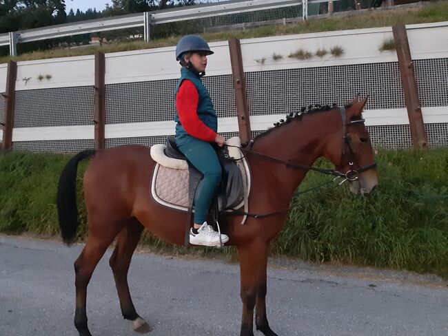 Ungarisches Sportpferd, Catharina , Pferd kaufen, Ellbögen, Abbildung 3