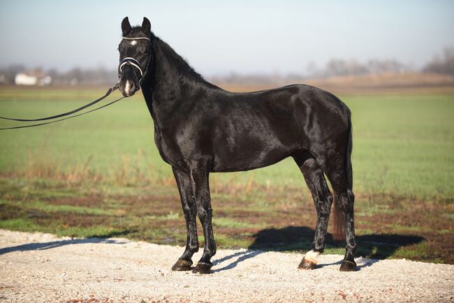 Ungarisches Sportpferd, Wallach, 6 Jahre, 150 cm, Rappe, Izmos, Pferd kaufen, Békésszentandrás, Abbildung 2