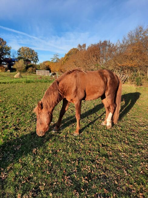 unverbrauchter Curly Horse Hengst mit vollen Papieren, Kerstin Rehbehn (Pferdemarketing Ost), Horses For Sale, Nienburg, Image 2