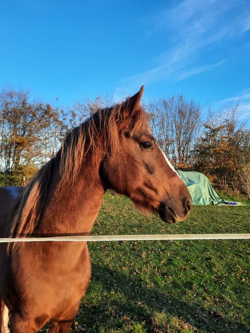 unverbrauchter Curly Horse Hengst mit vollen Papieren, Kerstin Rehbehn (Pferdemarketing Ost), Horses For Sale, Nienburg, Image 9