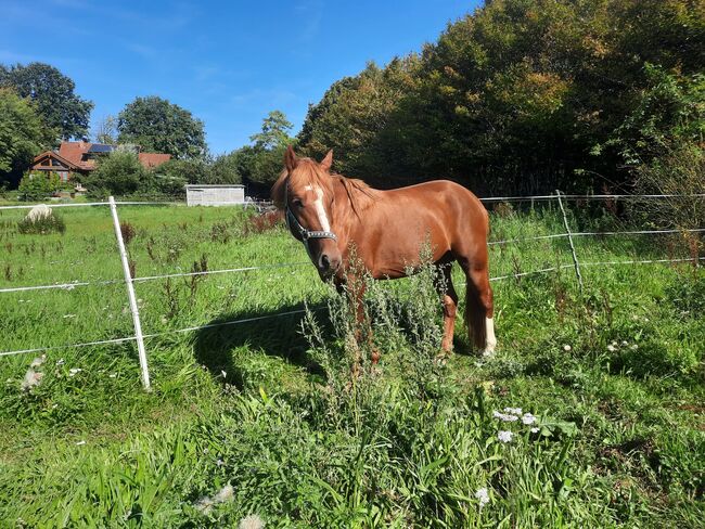 unverbrauchter Curly Horse Hengst mit vollen Papieren, Kerstin Rehbehn (Pferdemarketing Ost), Pferd kaufen, Nienburg, Abbildung 6