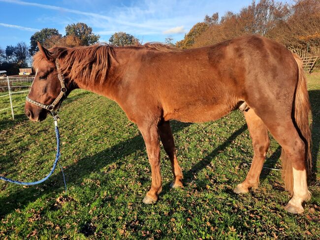 unverbrauchter Curly Horse Hengst mit vollen Papieren, Kerstin Rehbehn (Pferdemarketing Ost), Pferd kaufen, Nienburg, Abbildung 7