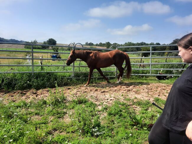 unverbrauchter Curly Horse Hengst mit vollen Papieren, Kerstin Rehbehn (Pferdemarketing Ost), Pferd kaufen, Nienburg, Abbildung 12