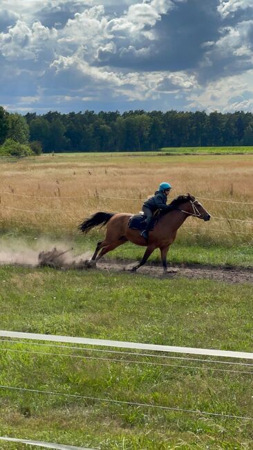 Vielseitiger Reitponywallach sucht Familie für neue Abenteuer, Pferdevermittlung Leus, Horses For Sale, Sassenburg, Image 2