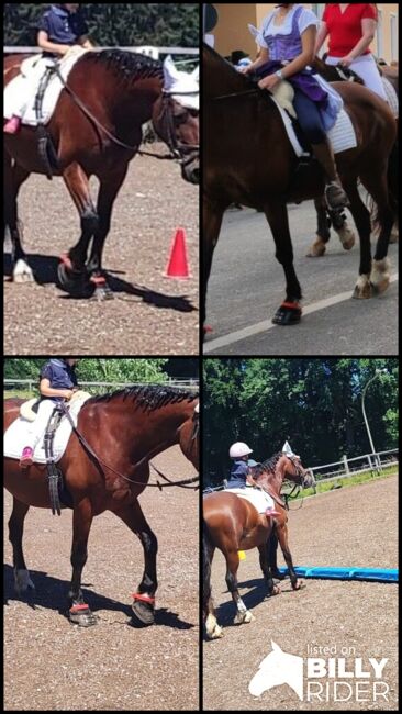 Sehr brave Ponystute Welsh Cob D, Steffi, Horses For Sale, Aying, Image 8