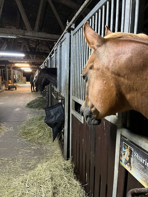 Vollpension für Stuten und Wallache, Box mit täglichen Ausgang, Anna Maria Pludra, Paddock-, Boxen- & Stallmatten, Wustermark, Abbildung 6