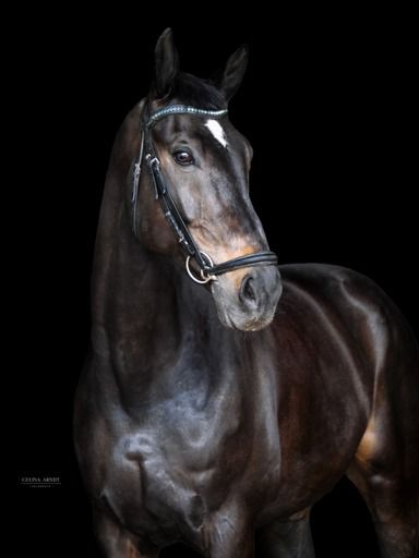 Braver und rittiger Allrounder, Mona, Horses For Sale, Hofgeismar