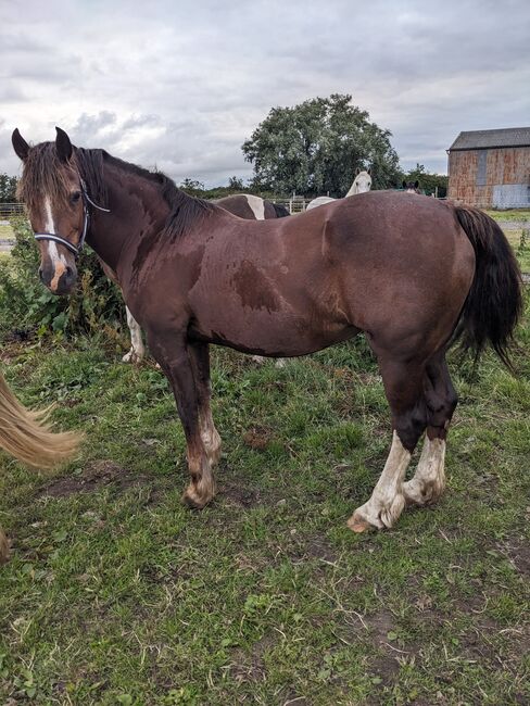 Well bred sec D mare, Katy Russell, Pferd kaufen, Southport, Abbildung 3