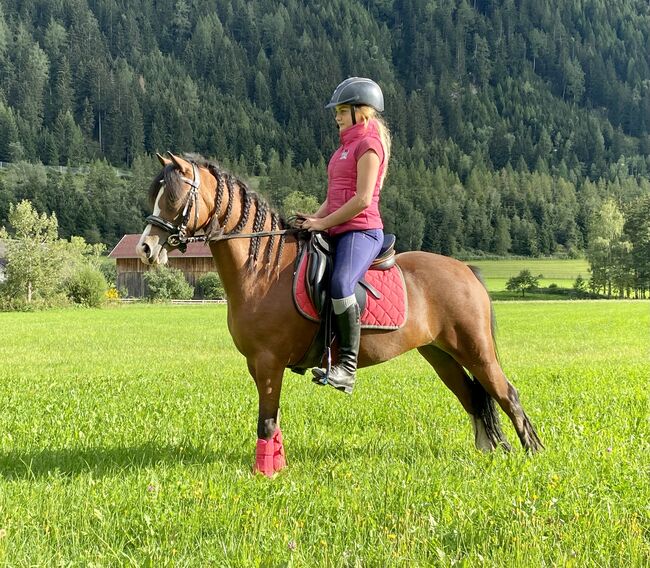 Welsch A Reitpony, Barbara , Pferd kaufen, St. Michael , Abbildung 3