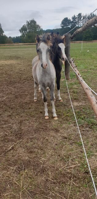 Welsh A Stutfohlen, Daniela , Horses For Sale, Nuthetal OT Tremsdorf, Image 3