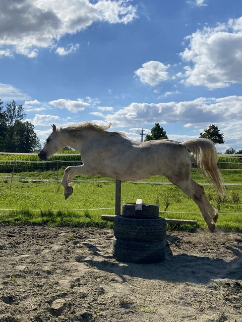 Welsh B Pony, Stockhammer , Pferd kaufen, Polling im Innkreis , Abbildung 2