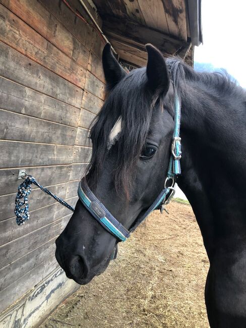 Welsh Cob Sekt.D, HB Welsh 7341, Horses For Sale, Wagrain-Mühltal, Image 2