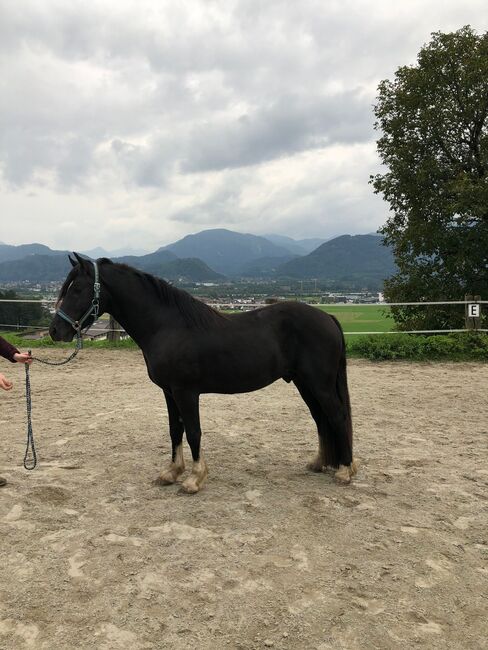 Welsh Cob Sekt.D, HB Welsh 7341, Horses For Sale, Wagrain-Mühltal, Image 4