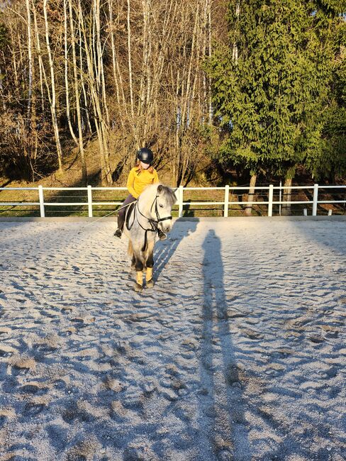 Welsh Mix Pony, Sarah, Pferd kaufen, Sandhäuslberg, Abbildung 3