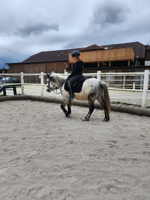 Welsh Mix Pony, Sarah, Pferd kaufen, Sandhäuslberg, Abbildung 2